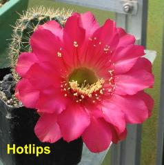 Hotlips.5.1.jpg 